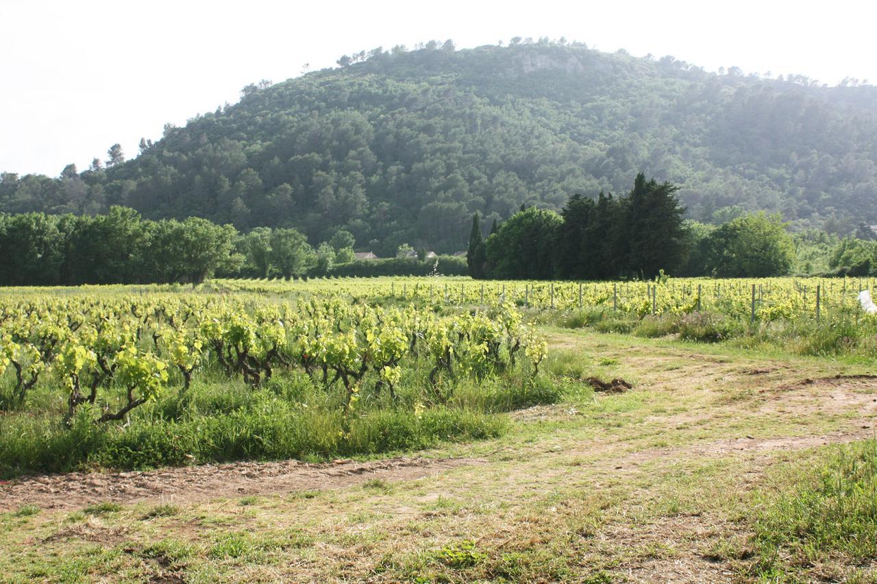 Domaine Regis Freres Panzió Vidauban Kültér fotó